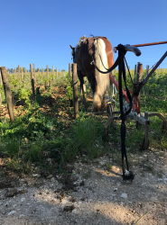 ECURIE-BOIS-DE-MONT-SERVICES-10-q3fm6za6vd1adlizjs7kd2mggfqwqubivi1wfxsmww