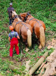 ECURIE-BOIS-DE-MONT-SERVICES-11-q3fmh7qxaf1osqnrs7hbihn5bhask6yay5s8kemb5s