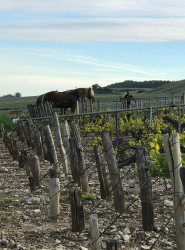 ECURIE-BOIS-DE-MONT-SERVICES-6-q3fm7bi3c7i0kj18kfhprhjg6g2oiwo196j7ojaio0