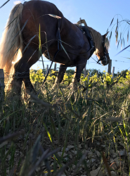 ECURIE-BOIS-DE-MONT-SERVICES-8-q3fm75v277aamv9fhd1yciyom4uh8q1n8emasvivpc